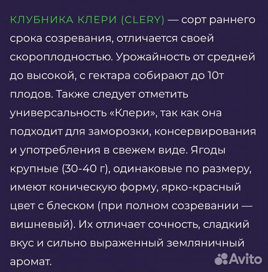 Клубника саженцы