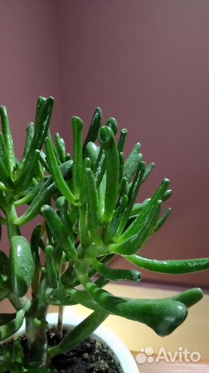 Крассула хоббита или ушки Шрека