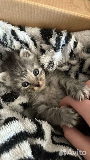 Котенок в добрые руки