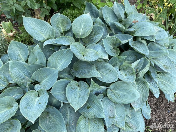 Растения для сада