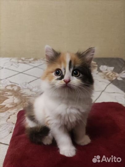 Котята на выбор) в добрые руки