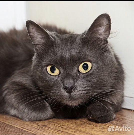Кошки бесплатно