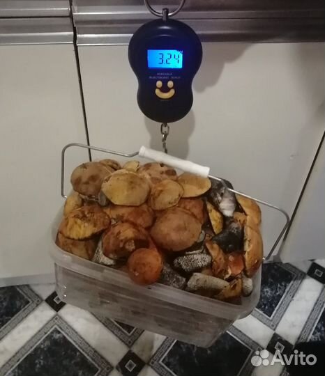 Грибы подосиновики