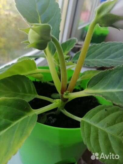 Глоксиния цветущая