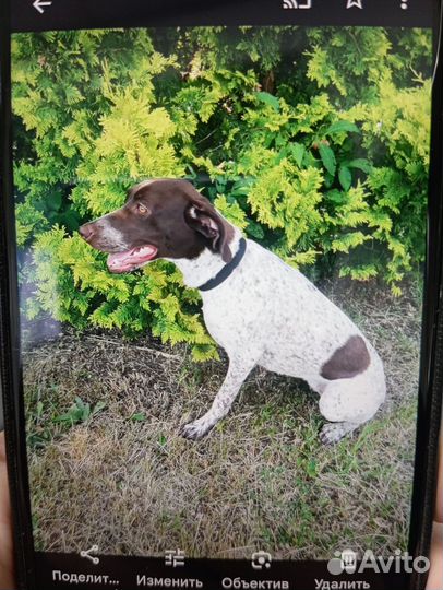 Щенки курцхаара