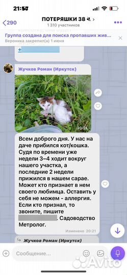 Котик белолага