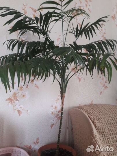 Пальма для офиса или дома