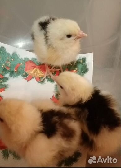 Цыплята Австралорп и Пушкинские