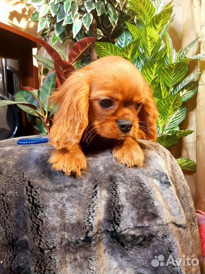 Спаниель супер