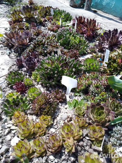 Молодило, суккуленты садовые