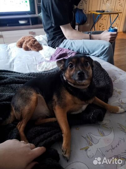 Щенки маленьких пород