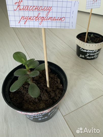 Продам денежное дерево подарок на 1 сентября