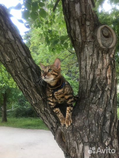 Тойгер