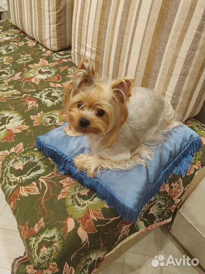 Йоркширский терьер вязка девочка