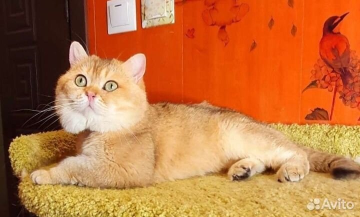 Шотландский кот вязка