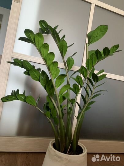 Комнатные растения цветы большие псков