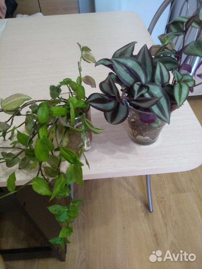 Традесканция зебрина, нанук, сеткреазия,рэо