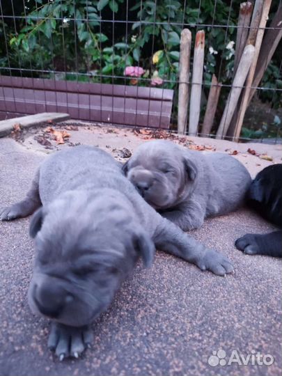 Щенки кане корсо девочка