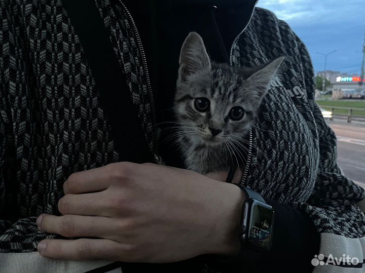 Котенок 2 месяца