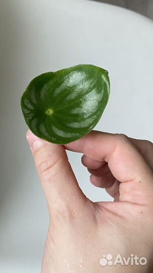 Пеперомия /комнатные растения