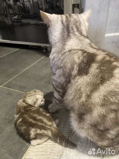 Шотландскте вислоухие котята