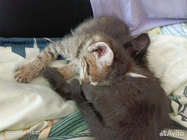 Котики бесплатно