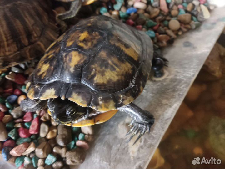 Красноухая черепаха с аквариумом