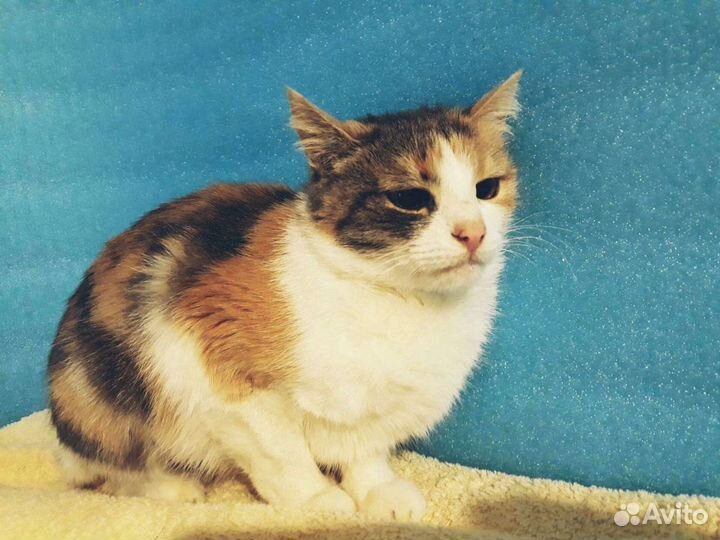 Кошка Ася,стерильная