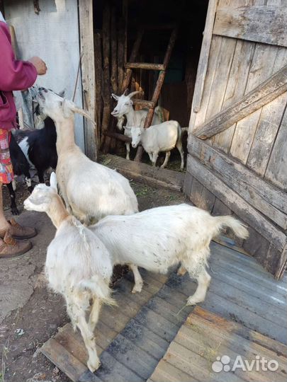Козы молочные