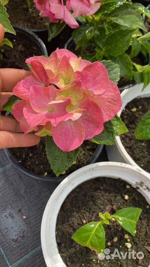 Гортензия широколистная