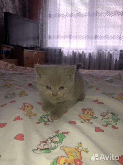 Шотландские котята