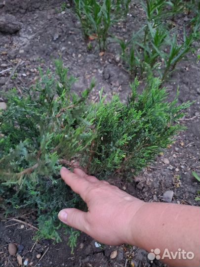 Можжевельник