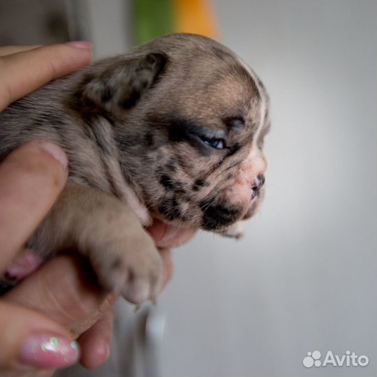 Щенки французского бульдога