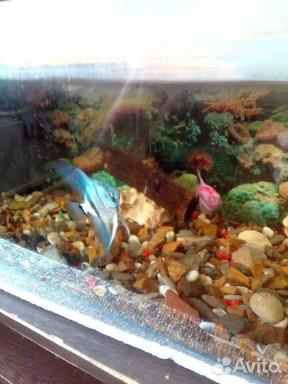 Аквариум