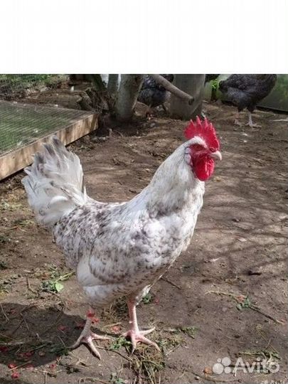 Петухи Пушкинской породы и мини Леггорн В33