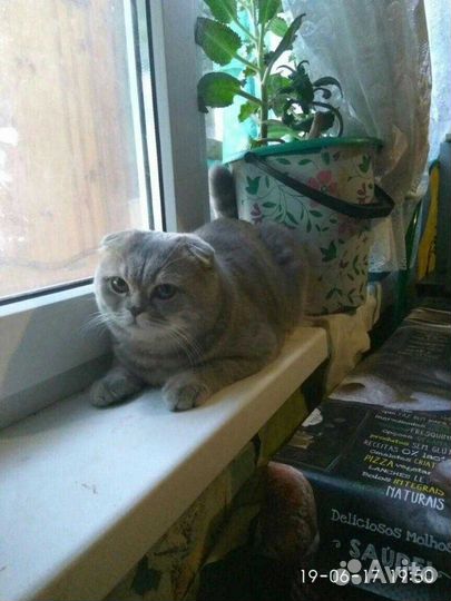 Кот ищет кошечку