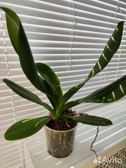 Орхидея фаленопсис Карибская мечта