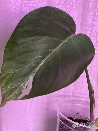 Монстера минт