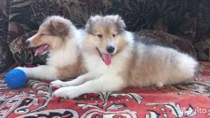 Щенки колли