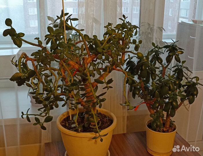 Цветок крассула