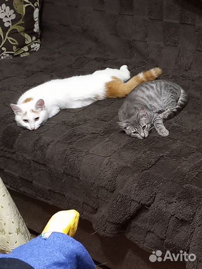 Веселые друзья