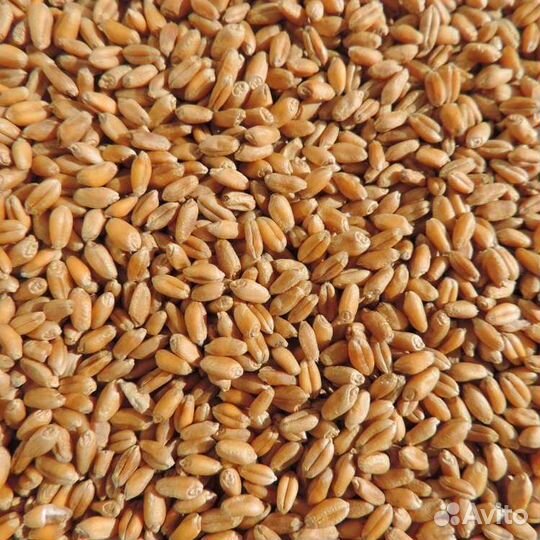 Пшеница в мешках