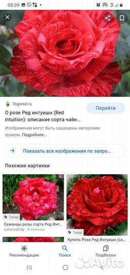 Кустовые розы саженцы