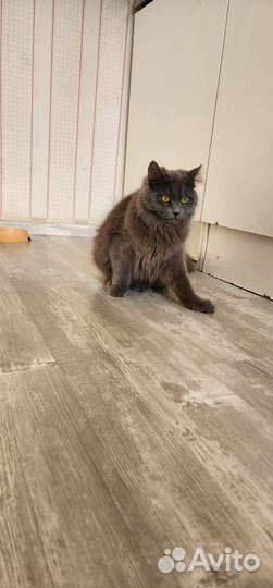 Отдам бесплатно кота и кошку