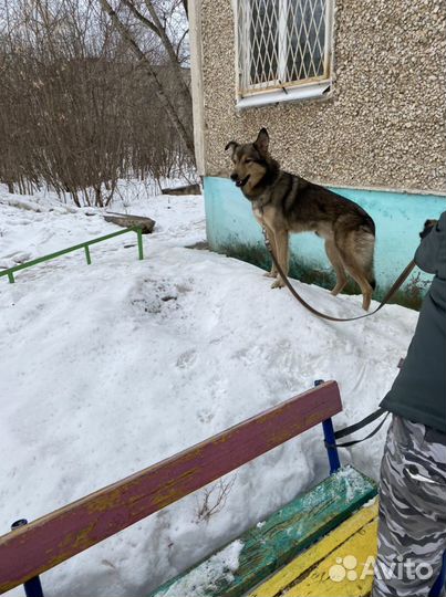 Пес Дик