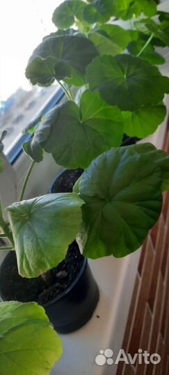 Продам комнатные растения