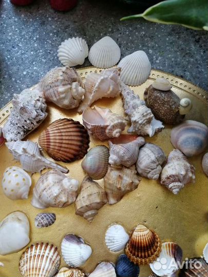 Набор Ракушек