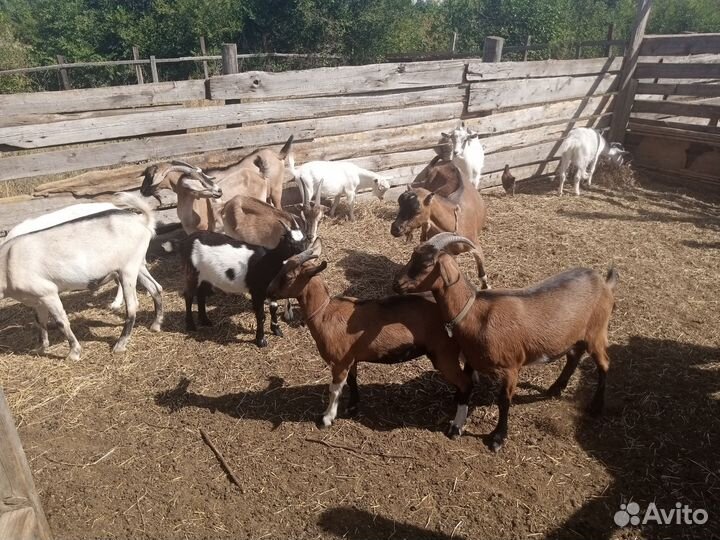 Продаются Козы