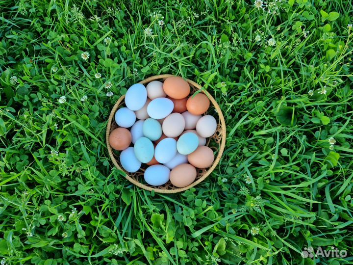 Яйца домашние деревенские