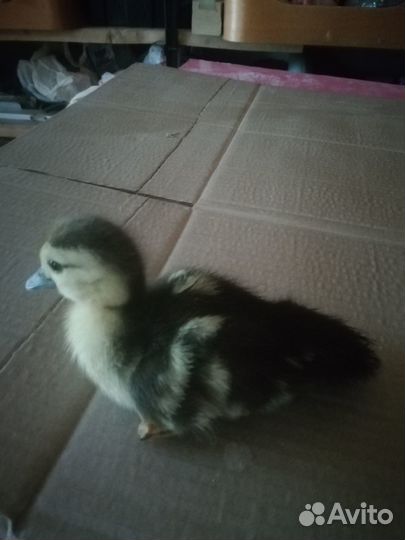 Мускусные утята (индоутки)суточные